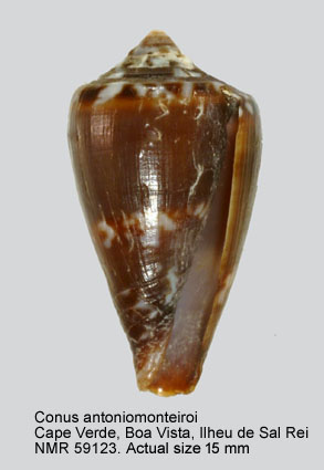 Conus antoniomonteiroi.jpg - Conus antoniomonteiroiRolán,1990